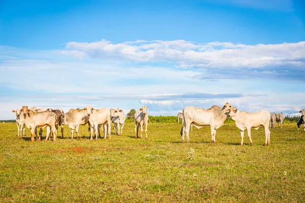 Brezilya nelore catle Brezilya'nın kırsal kesimde mera üzerinde.