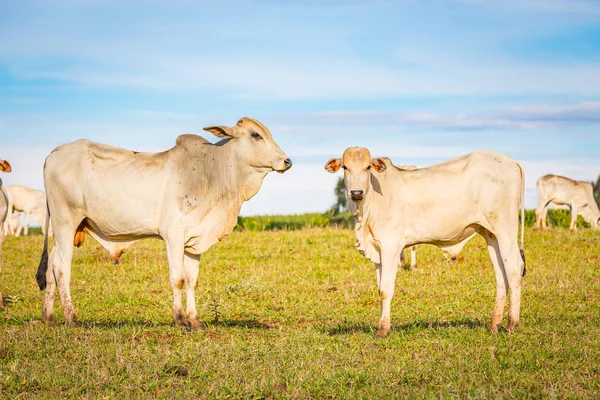 Brezilya nelore catle Brezilya'nın kırsal kesimde mera üzerinde.