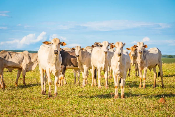 Brezilya nelore catle Brezilya'nın kırsal kesimde mera üzerinde.