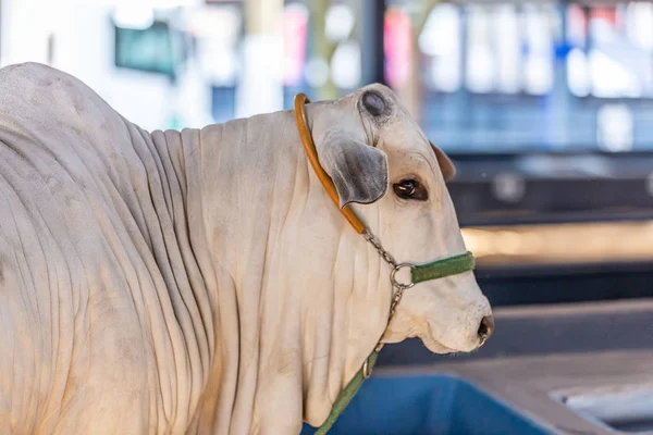 Ganado de élite zebú brasileño en un parque de exposiciones — Foto de Stock