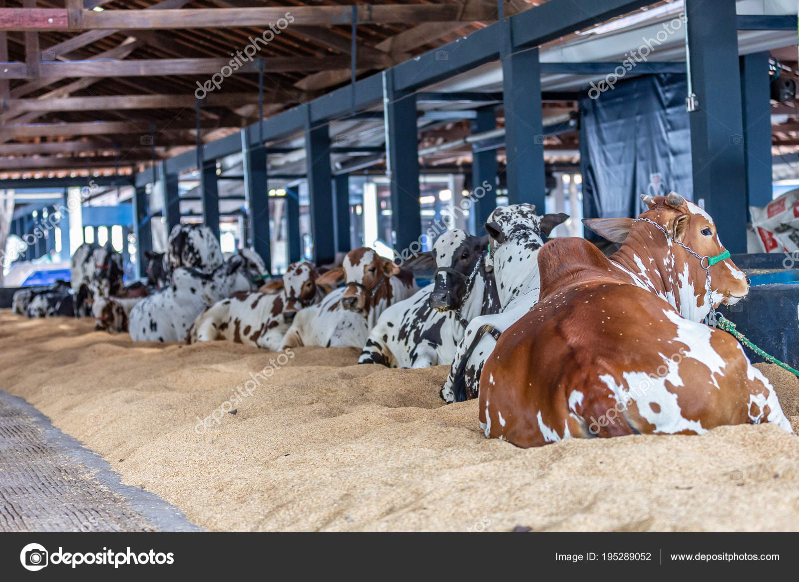 Brazilian Zebu elite cattle in a exhibition park Stock Photo by