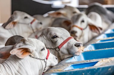 Brazilian Zebu elite cattle in a exhibition park clipart
