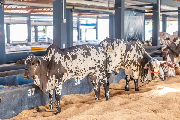 Brazil Zebu szarvasmarha elit kiállítási park — Stock Fotó