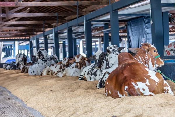 Brazilian Zebu elite cattle in a exhibition park — Stock Photo, Image