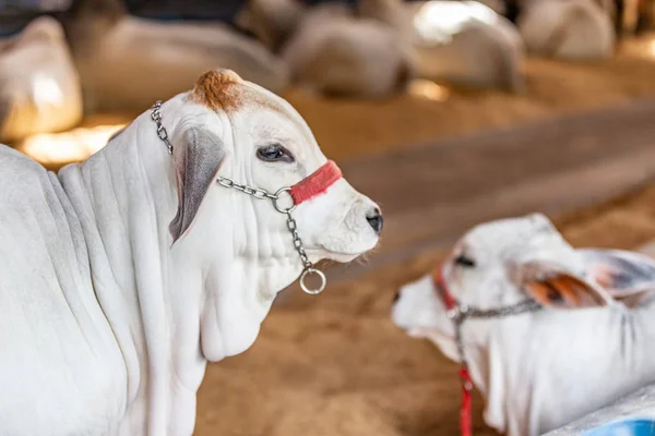 Ganado de élite zebú brasileño en un parque de exposiciones — Foto de Stock