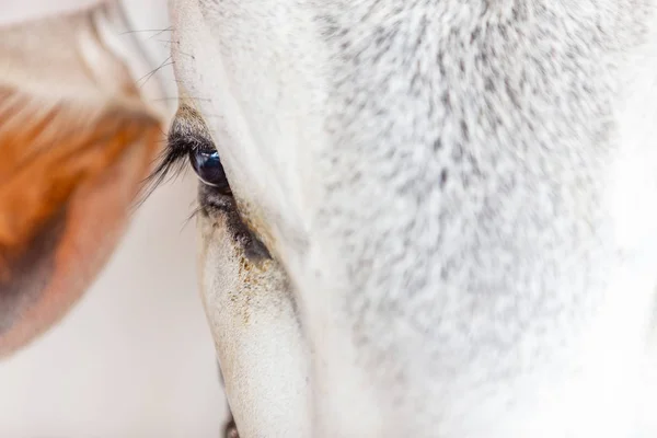 Elit Brezilyalı Zebu sığır bir sergi park