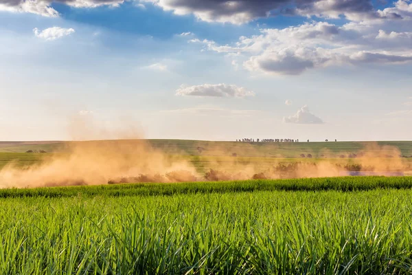 Sugar cane plantation at brazil\'s countryside