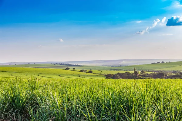 Sugar cane plantation at brazil's countryside — Stock Photo, Image