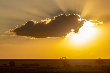 günbatımı üzerinde şeker kamışı ekimi