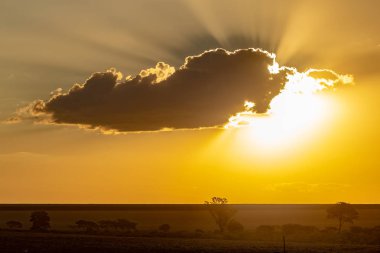 günbatımı üzerinde şeker kamışı ekimi