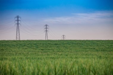 Şeker kamışı ekimi Brezilya s kırsal