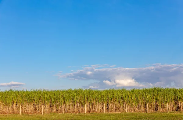 Plantação de cana-de-açúcar no país — Fotografia de Stock