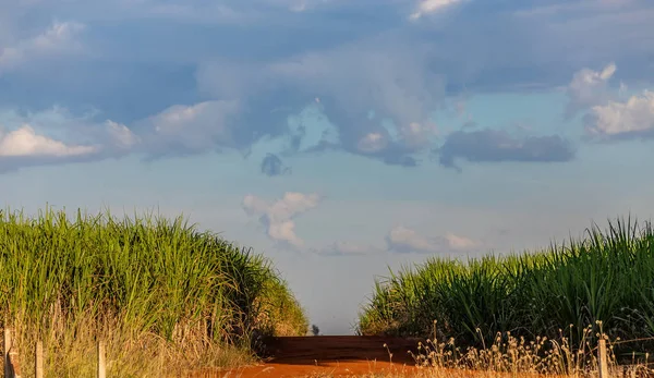 Plantação de cana-de-açúcar no país — Fotografia de Stock