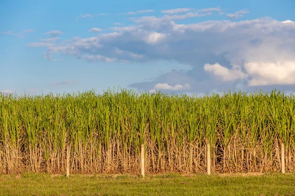 Plantação de cana-de-açúcar no país — Fotografia de Stock