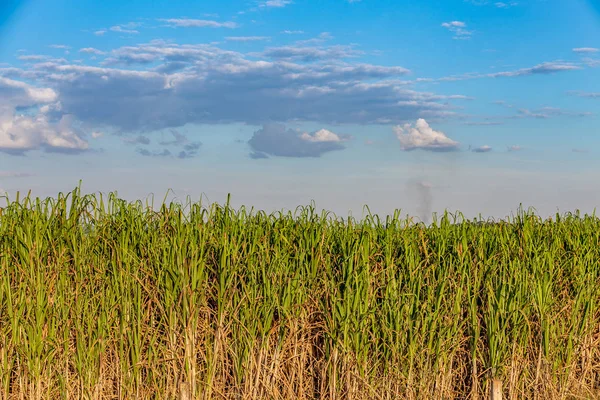 Plantação de cana-de-açúcar no país — Fotografia de Stock