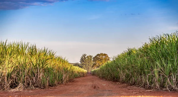 Sugar cane plantation at brazil's coutryside