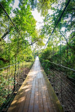 Cassorova Şelalesi üzerindeki köprü, Brotas Şehri, Sao Paulo - Brazi