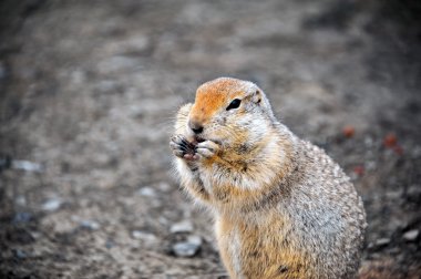 Rusya. Gopher Kolyma uzun kuyruklu. Rota Kolyma, Magadan bölgesi.
