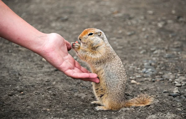 Rusya. Gopher Kolyma uzun kuyruklu. Rota Kolyma, Magadan bölgesi.