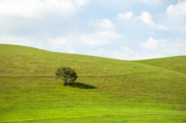 Yaz manzara. Hafif bulutlu mavi bir damak arka planı yeşil tepeler üzerinde yalnız bir ağaç.