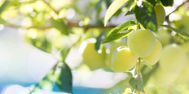 Yeşil şeftali arka plan