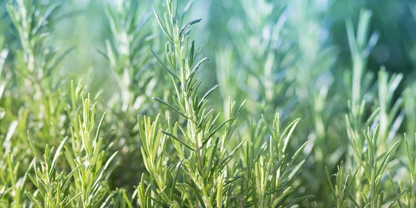 Rosemary plant, agriculture and gardening concepts — Stock Photo, Image