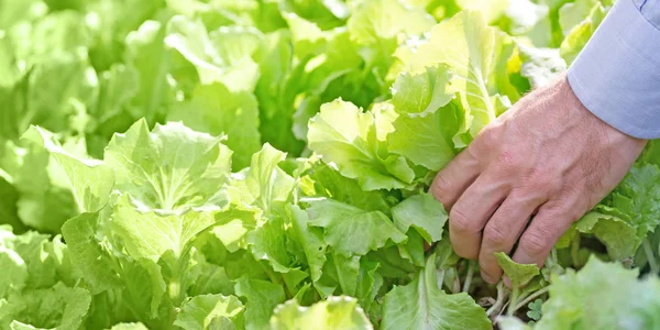 Sebze bahçesini çiftçi