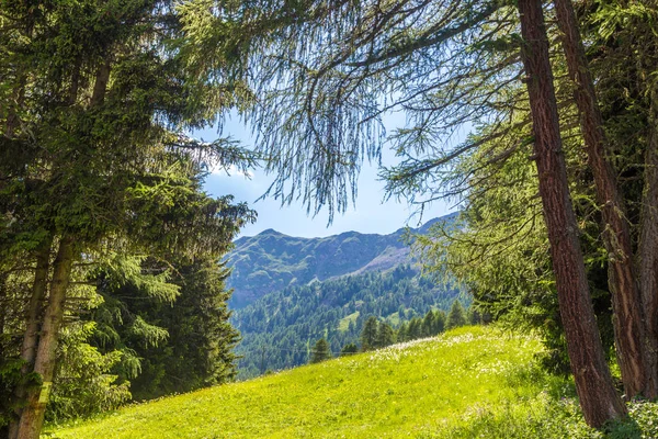 Talyan Alpleri Manzarası Canlı Renkler Yaz Bitkileri — Stok fotoğraf