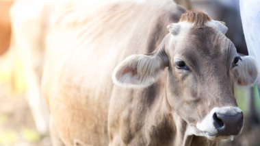 Dağlarda otlayan inek.