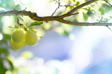 Şeftali arka plan yeşil, doğa ve sağlıklı yaşam keşfedin