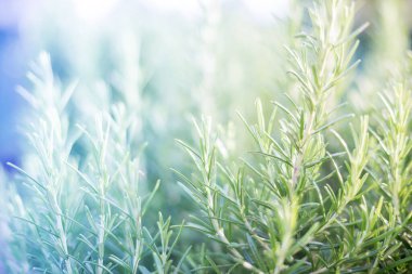 Tarım ve tarım kavramları