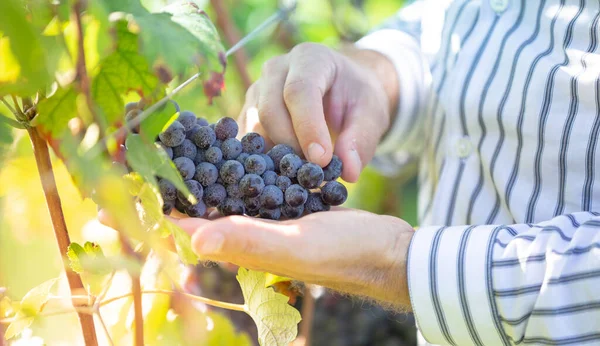 Agricoltore Con Sue Uve Rosse Durante Raccolto Autunnale — Foto Stock