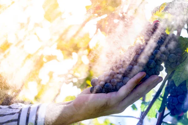 Agricultor Con Sus Uvas Rojas Durante Cosecha Otoño — Foto de Stock