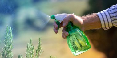 Biberiye bitkisiyle ilgilenen bir adam.