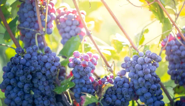 Uvas Tintas Frescas Durante Cosecha Otoño — Foto de Stock