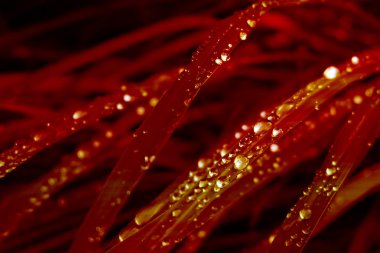 çim, kırmızı degradeler etkisi üzerinde çiy damlaları