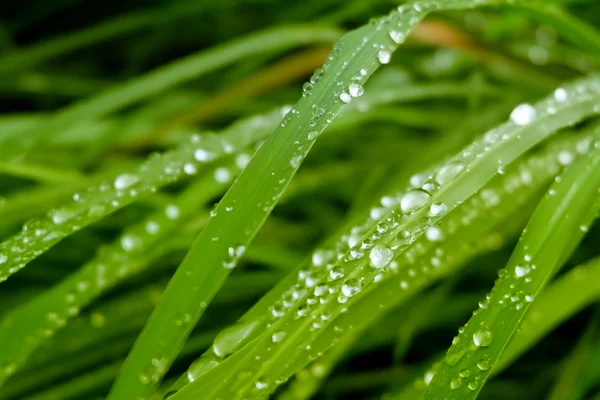Daggdroppar på gräs, gröna lutningar effekt — Stockfoto