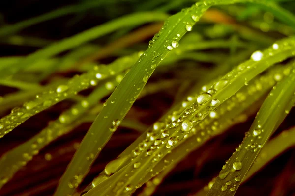 Daggdroppar på gräs, guld lutningar effekt — Stockfoto