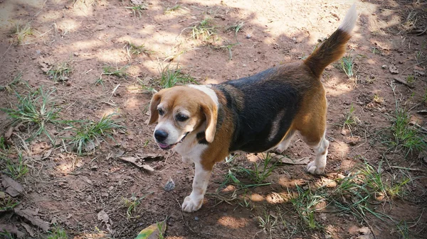 Těhotná beagle stojící na zemi — Stock fotografie