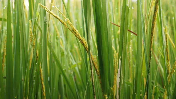 Close up rice field in the morning with dew — Stock Photo, Image