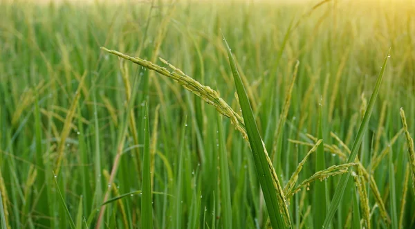 Close up rice field in the morning with dew — Stock Photo, Image