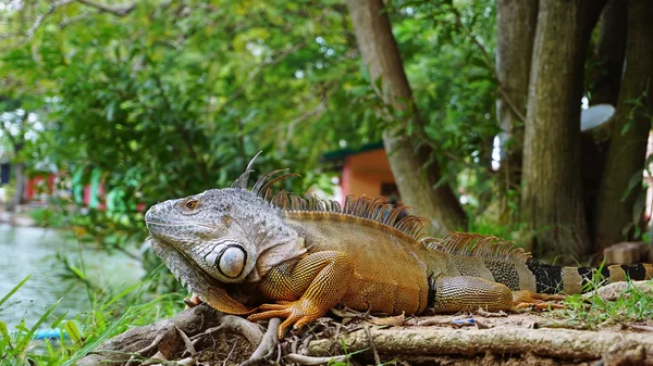 Leguan auf dem Boden posiert — Stockfoto