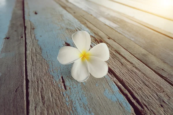 Witte plumeria, Frangipani tropische bloem op oude houten backgro — Stockfoto