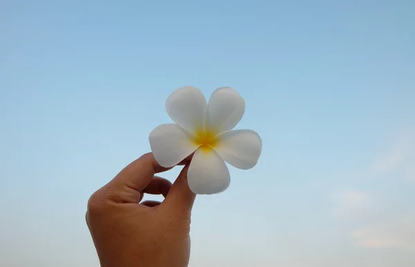Hand met witte plumeria, Frangipani tropische bloem tegen — Stockfoto