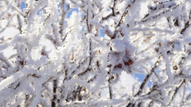 Mavi gökyüzü Frost bir ağacın dalları