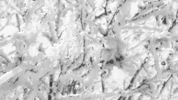 Szron na drzewo gałęzie biały szary nakładkę gradientu — Zdjęcie stockowe