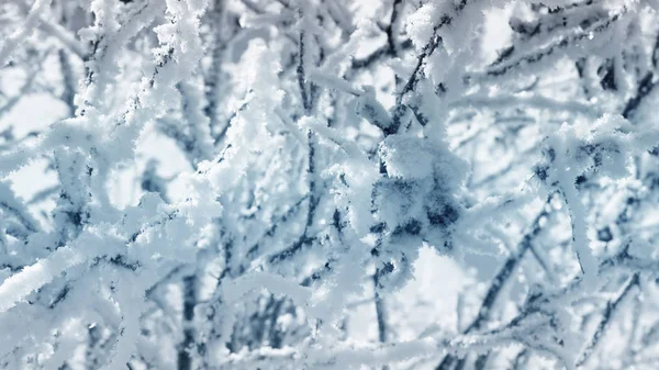 Geada em uma árvore ramos branco azul gradiente sobreposição — Fotografia de Stock