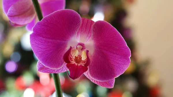 Roze orchideeën op intreepupil kleurrijke bokeh achtergrond — Stockfoto