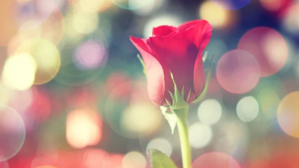 Red rose colourful overlay blurred bokeh background — Stock Photo, Image