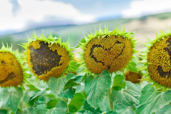 Girasol con forma de corazón — Foto de Stock